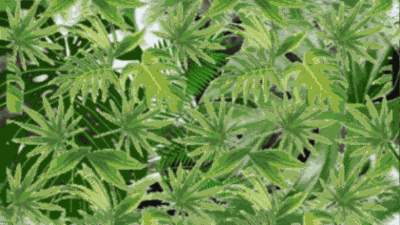 Jungle-Examination-Ugh!