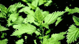 The Nettle Bath