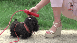 Poor Electrical  Poodle