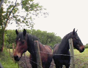 The Horse Dealer 5